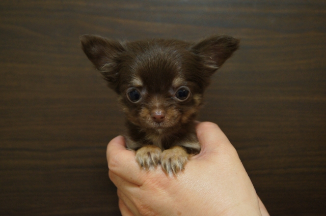 【ご家族が決まっています】