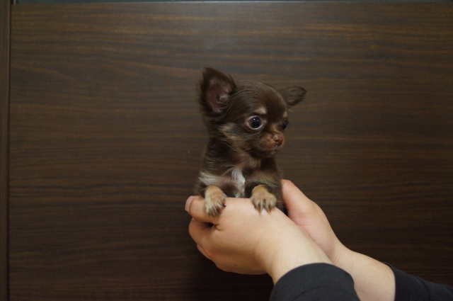 【ご家族が決まっています】