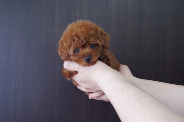 【ご家族が決まっています】