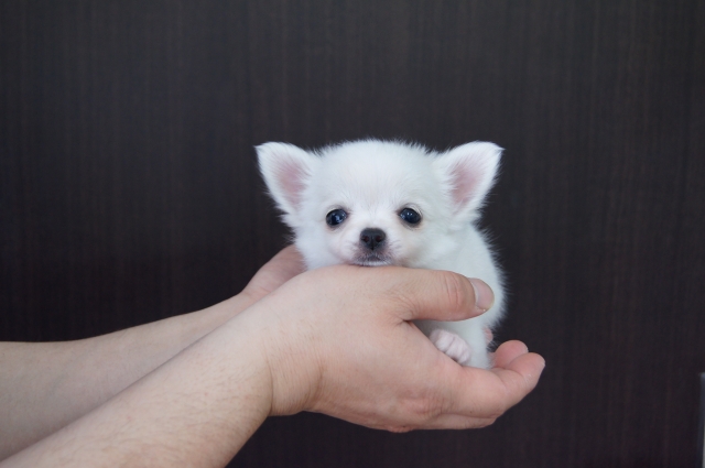 【ご家族が決まっています】