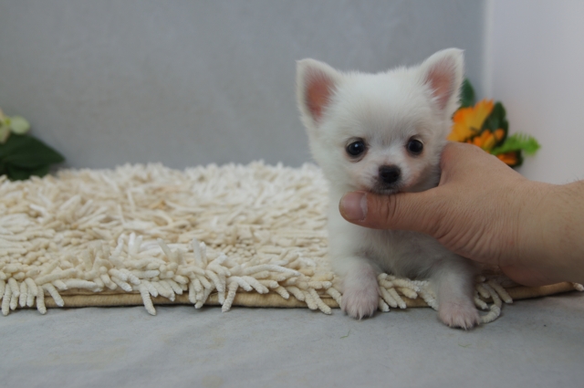 【ご家族が決まっています】