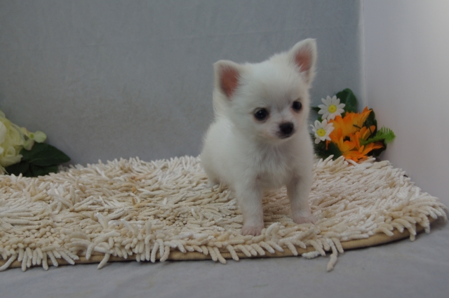 【ご家族が決まっています】