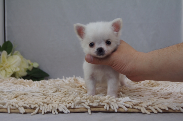 【ご家族が決まっています】