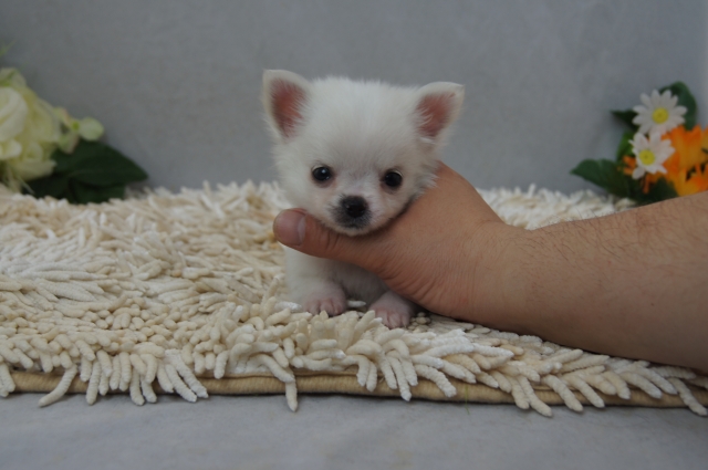 【ご家族が決まっています】