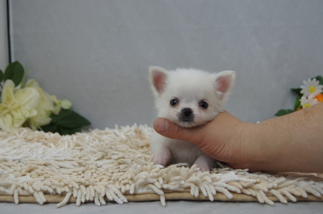 【ご家族が決まっています】